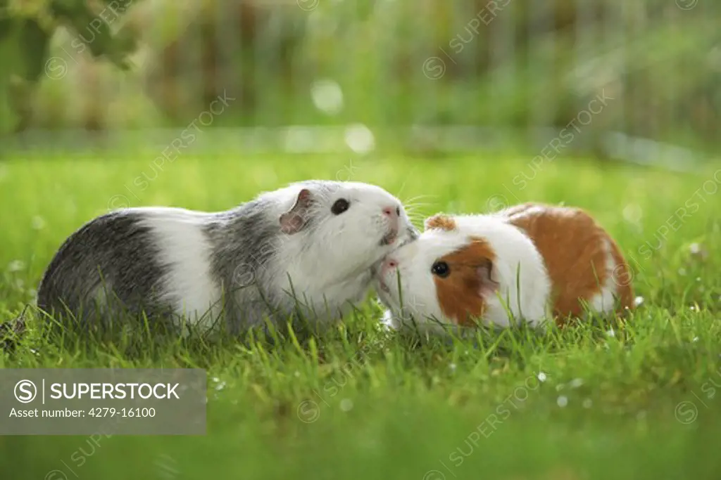 two guinea pigs on meadow