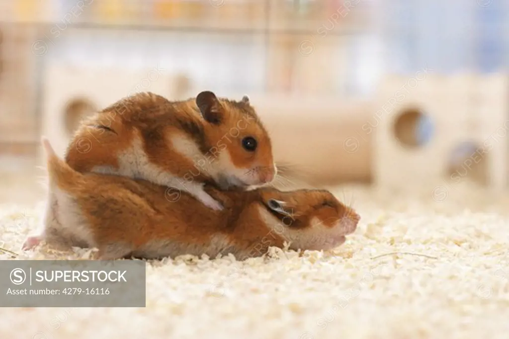 two golden hamsters - playing, Mesocricetus auratus