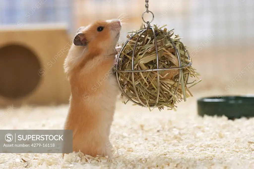golden hamster at hay ball, Mesocricetus auratus
