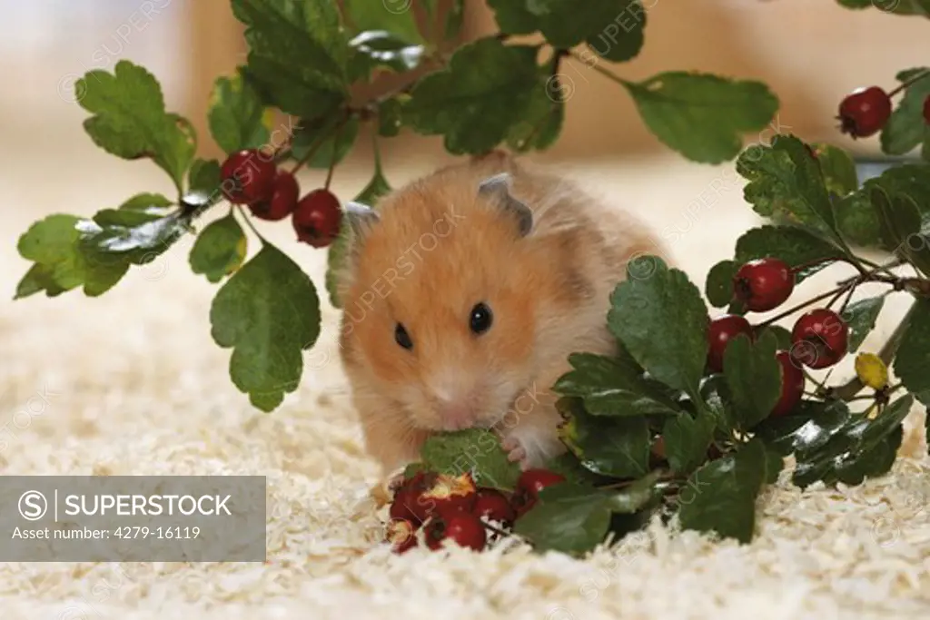golden hamster - munching berries, Mesocricetus auratus