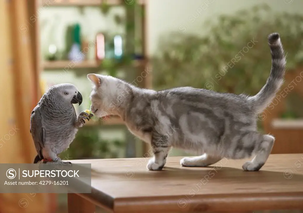 animal friendship : British Shorthair cat and Congo African Grey parrot