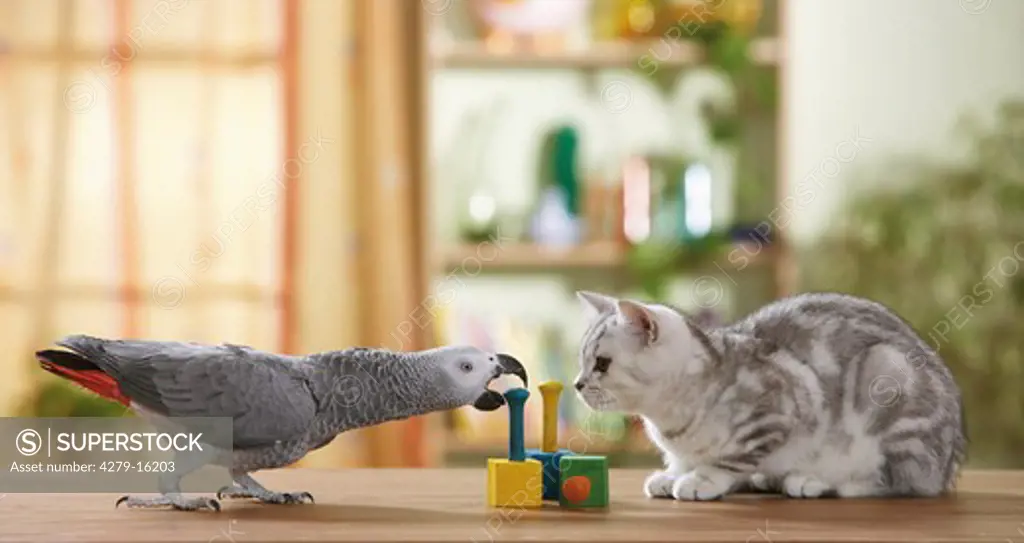 animal friendship : British Shorthair cat and Congo African Grey parrot - playing
