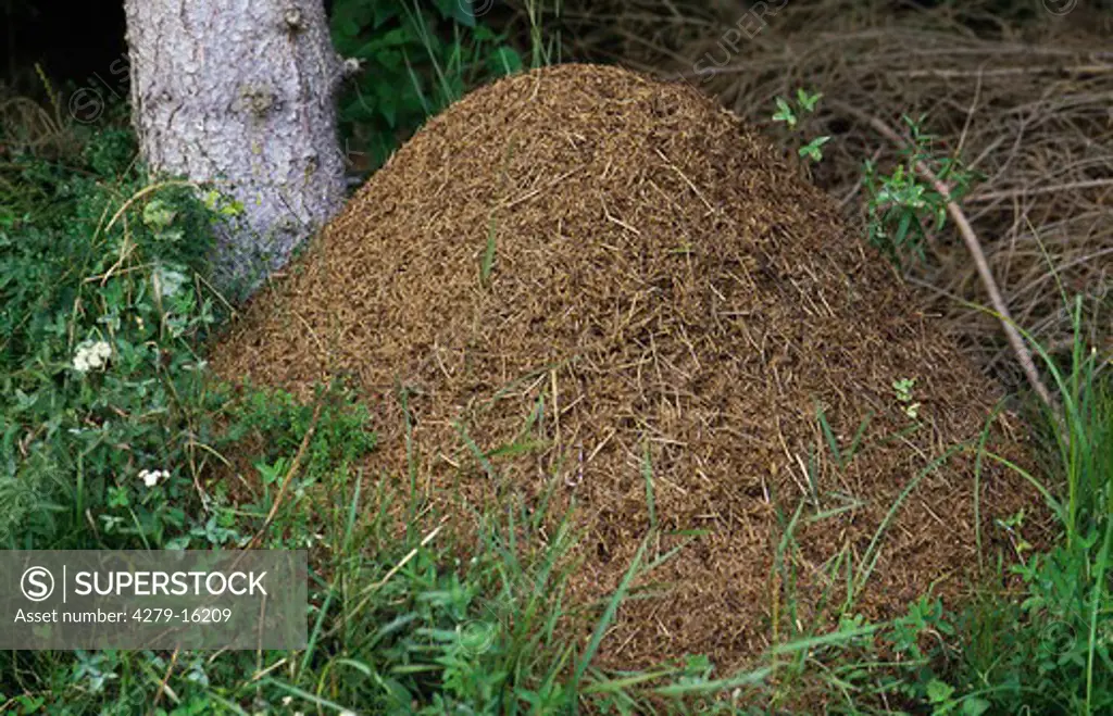 Formicidae, Ants' burrow