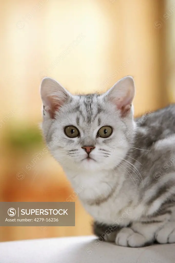 British Shorthair cat - portrati
