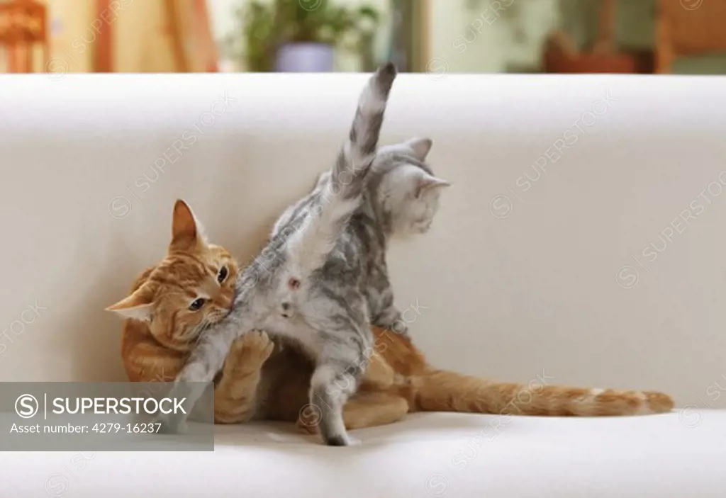 British Shorthair cat and domestic cat - playing