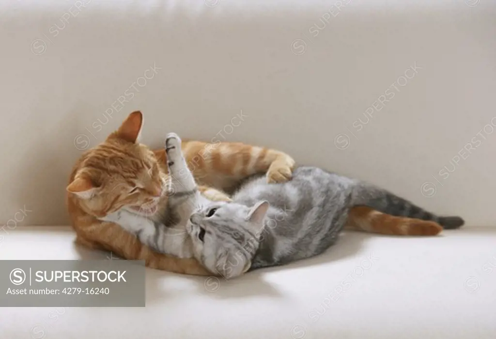 British Shorthair cat and domestic cat - playing