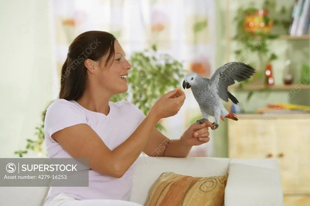 woman feeding Congo African Grey parrot, Psittacus erithacus