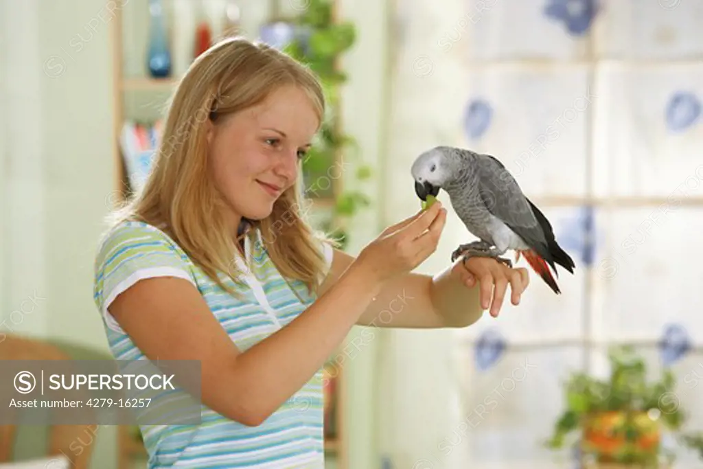 girl feeding Congo African Grey parrot, Psittacus erithacus