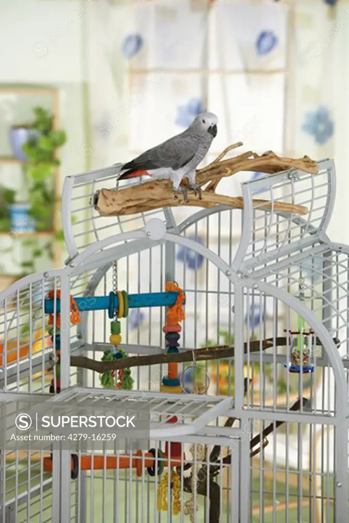 Congo African Grey parrot on cage, Psittacus erithacus