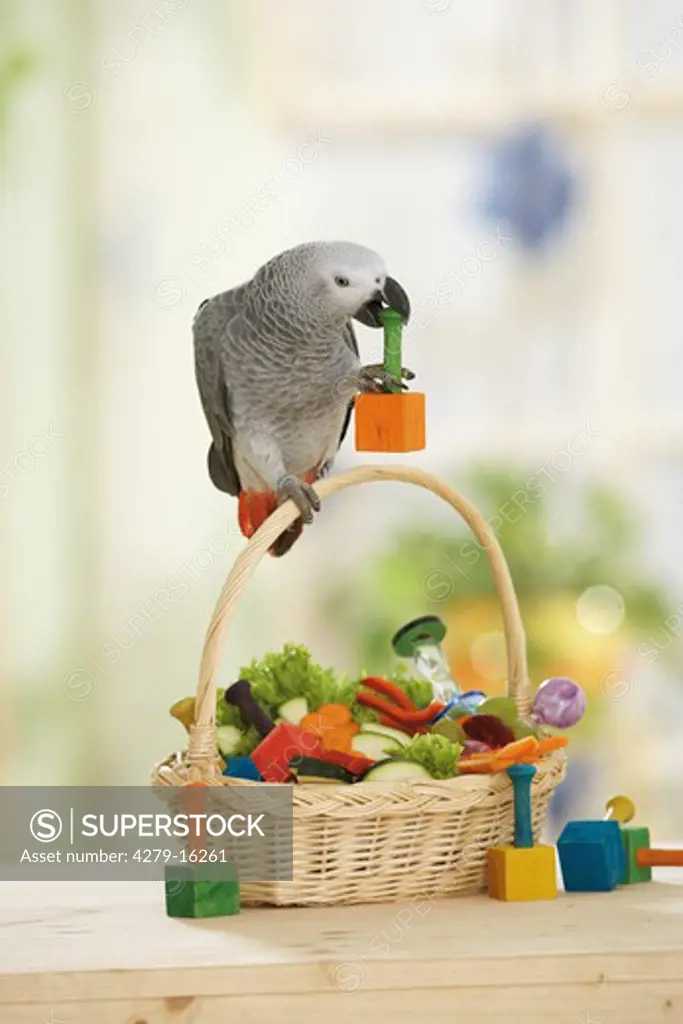 Congo African Grey parrot on basket with toy, Psittacus erithacus