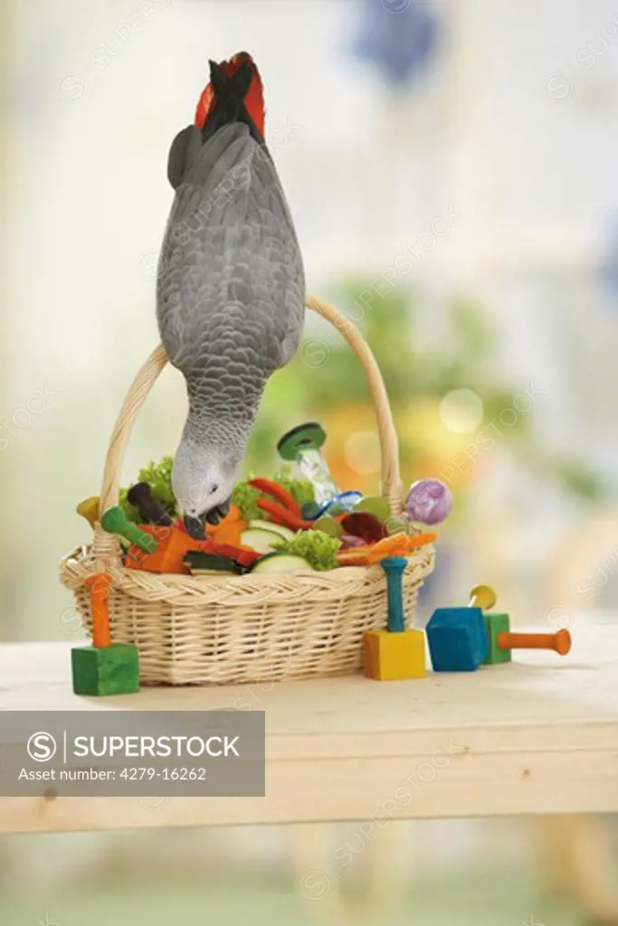 Congo African Grey parrot on basket - climbing, Psittacus erithacus