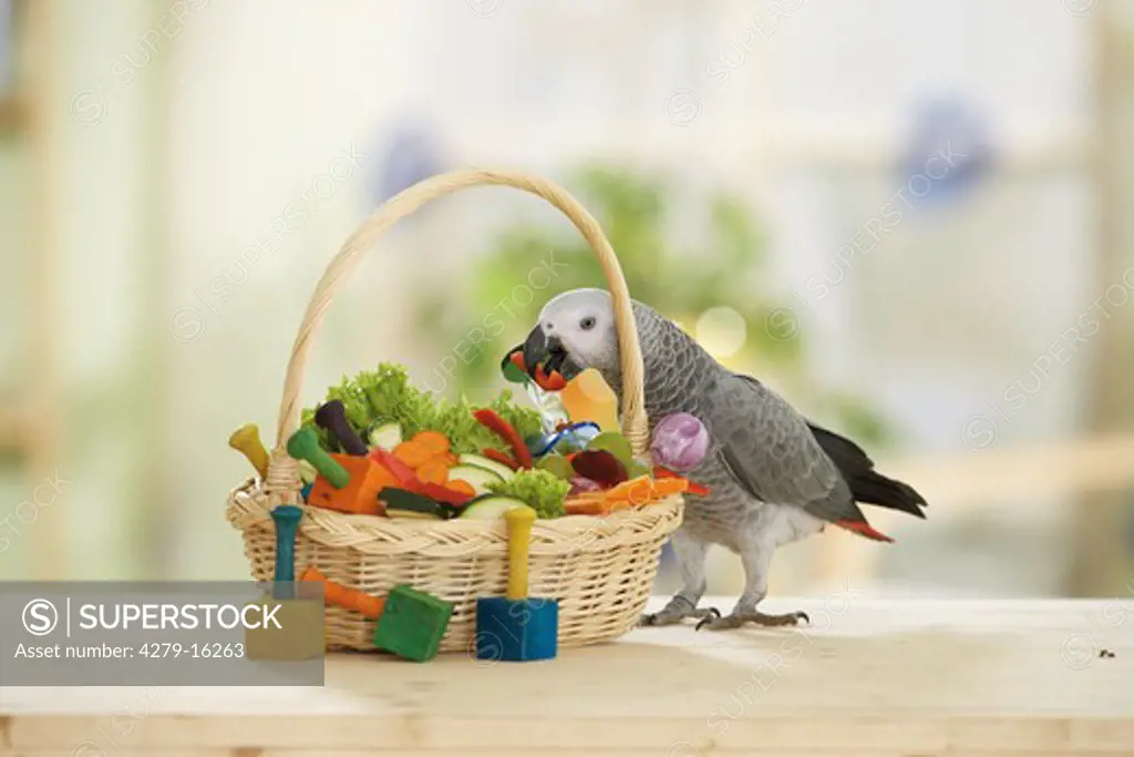 Congo African Grey parrot - with toys, Psittacus erithacus