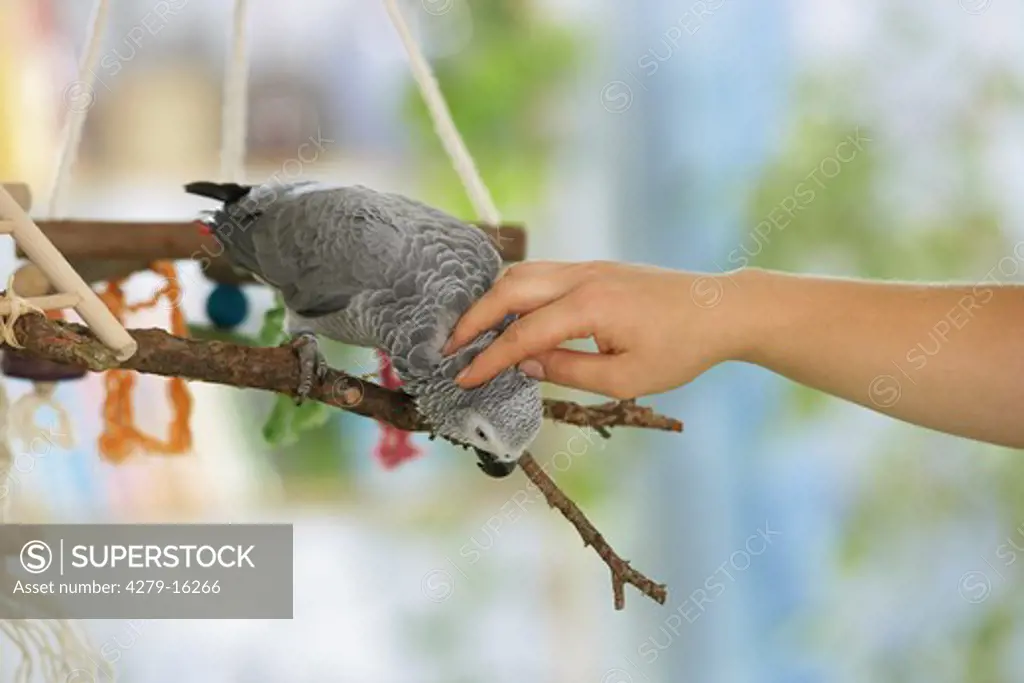 Congo African Grey parrot - being crawled, Psittacus erithacus