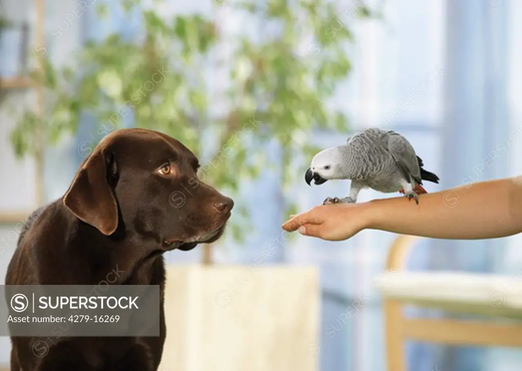 Labrador Retriever watching Congo African Grey parrot, Psittacus erithacus