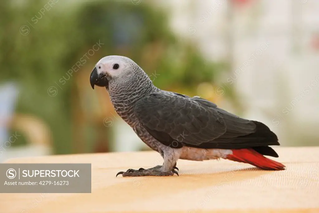 Congo African Grey parrot - standing, Psittacus erithacus