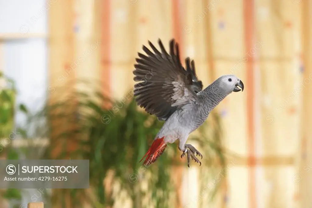 Congo African Grey parrot - flying, Psittacus erithacus