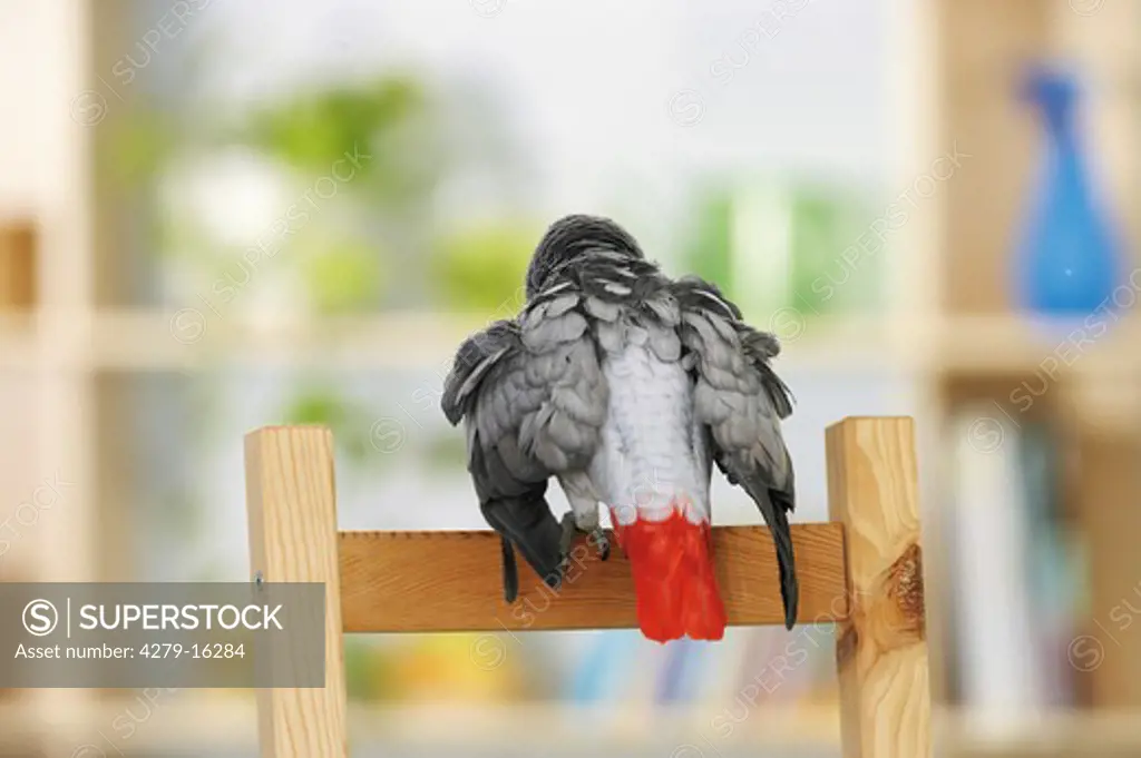 Congo African Grey parrot on backrest - from behind, Psittacus erithacus