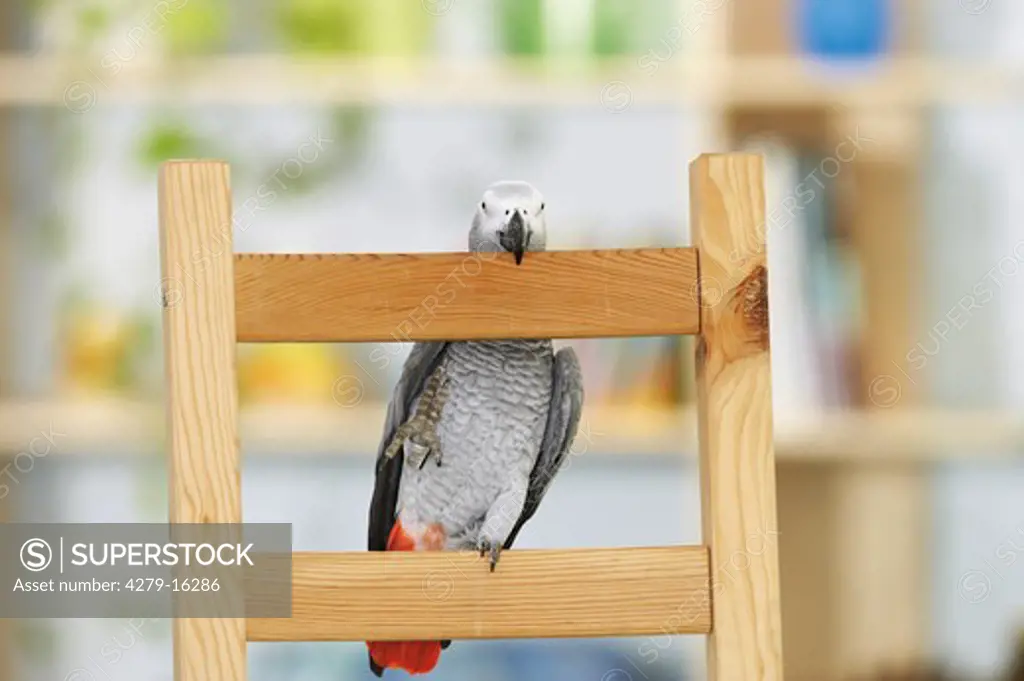 Congo African Grey parrot at backrest, Psittacus erithacus