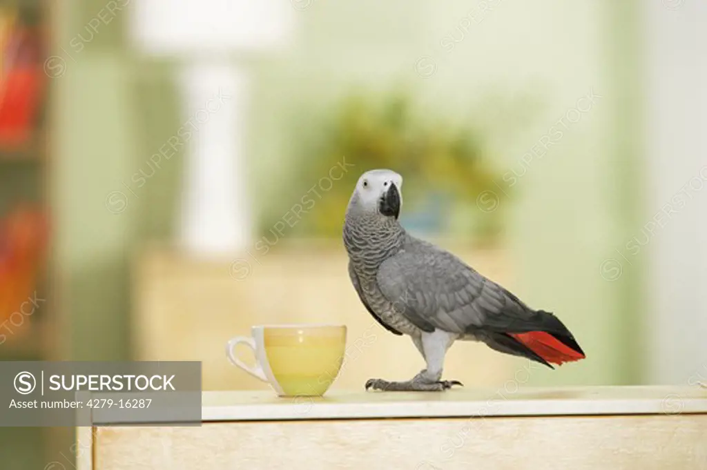 Congo African Grey parrot - standing next to cup, Psittacus erithacus