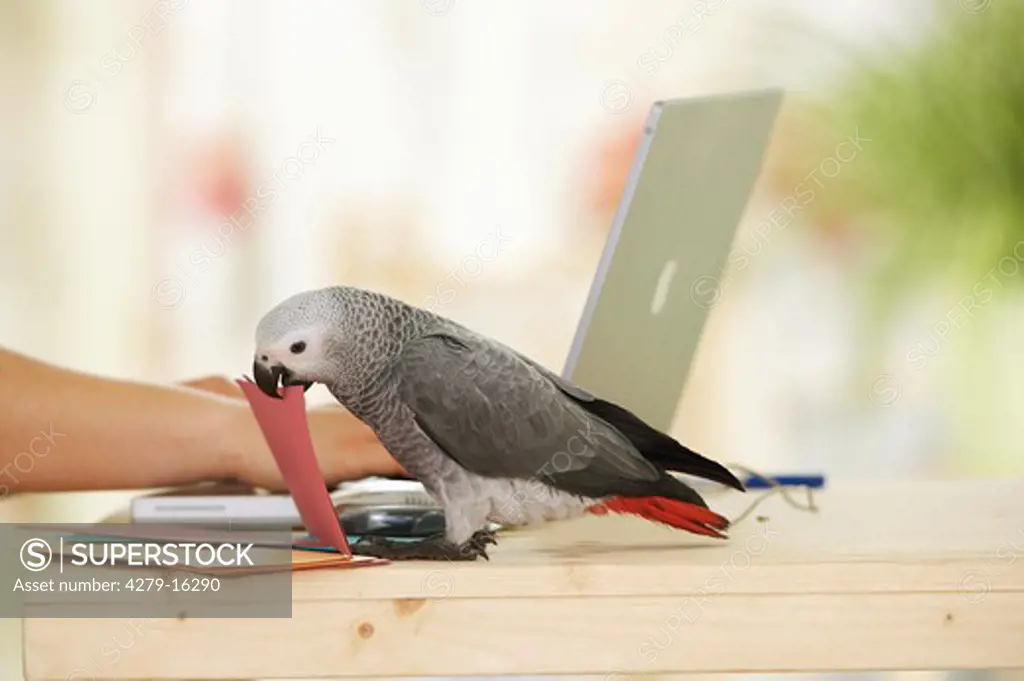 Congo African Grey parrot next to laptop, Psittacus erithacus
