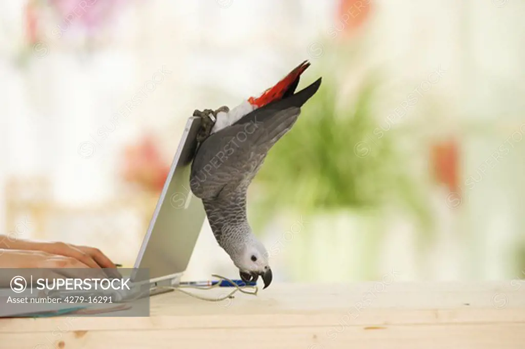 Congo African Grey parrot on laptop, Psittacus erithacus