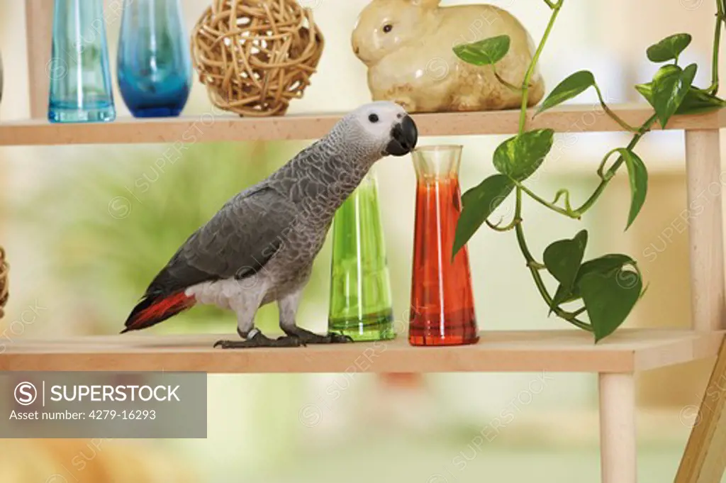 Congo African Grey parrot on shelf, Psittacus erithacus