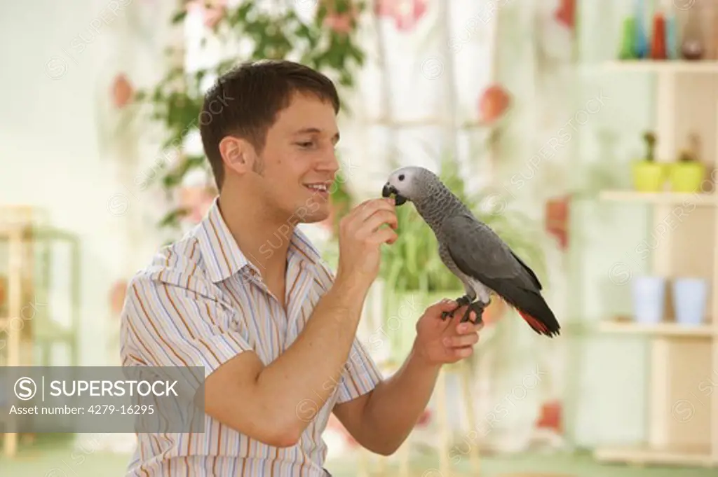 man feeding Congo African Grey parrot, Psittacus erithacus