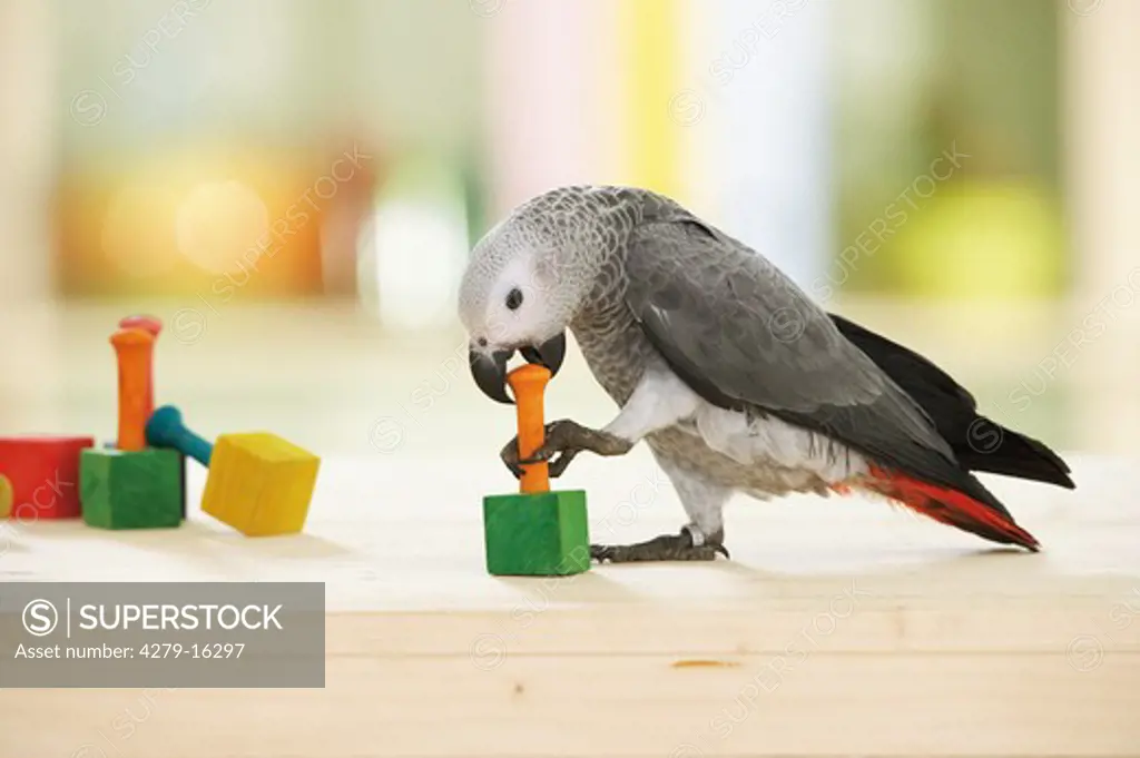 Congo African Grey parrot - playing, Psittacus erithacus