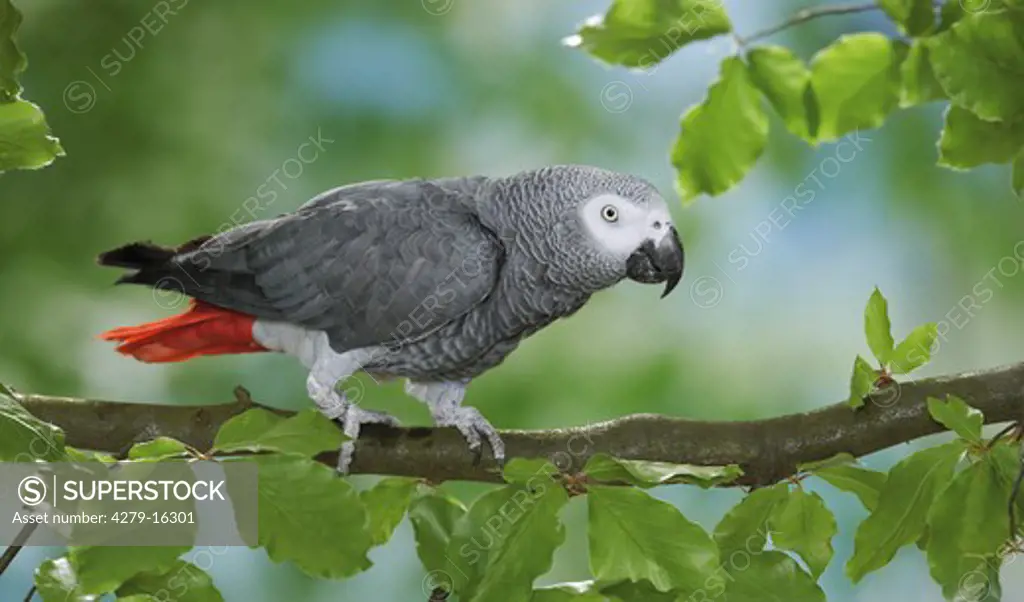 Congo African Grey parrot on branch, Psittacus erithacus