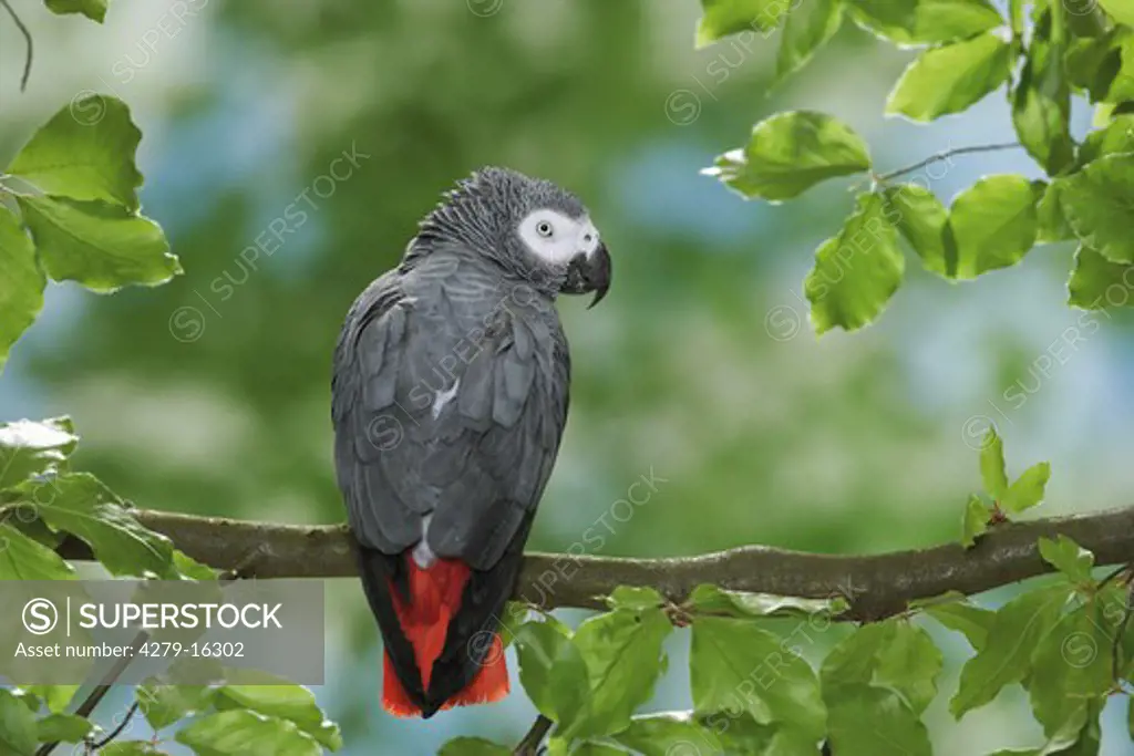 Congo African Grey parrot on branch - from behind, Psittacus erithacus