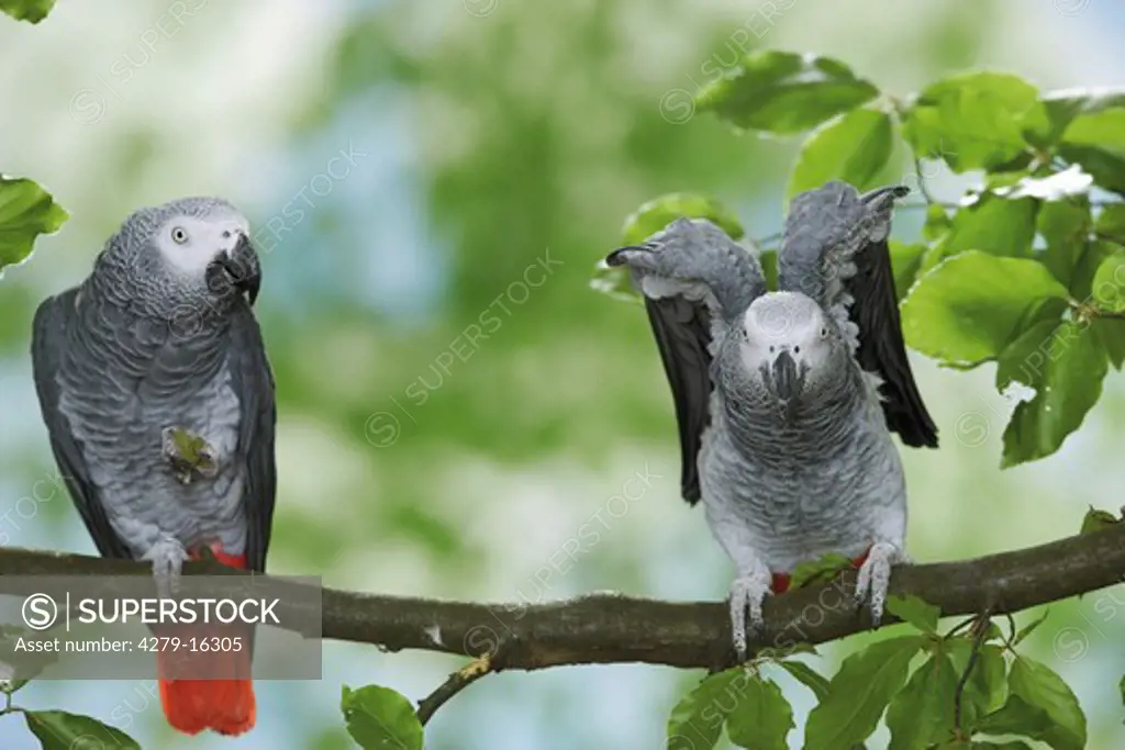two Congo African Grey parrots on branch, Psittacus erithacus