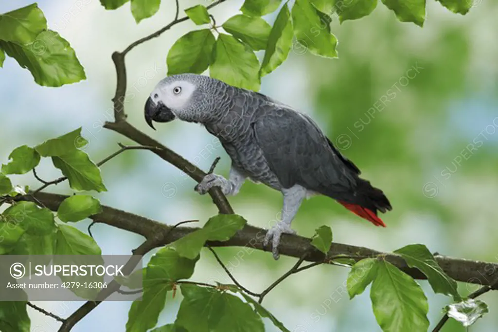 Congo African Grey parrot on branch, Psittacus erithacus