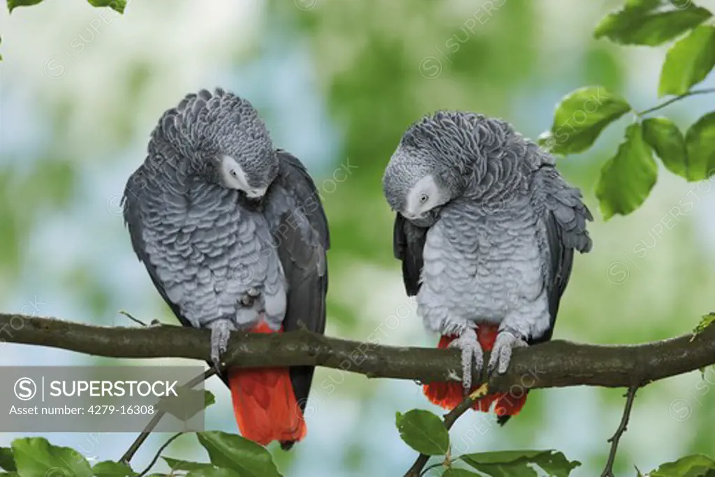 two Congo African Grey parrots on branch, Psittacus erithacus