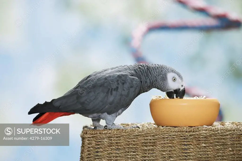 Congo African Grey parrot - munching, Psittacus erithacus