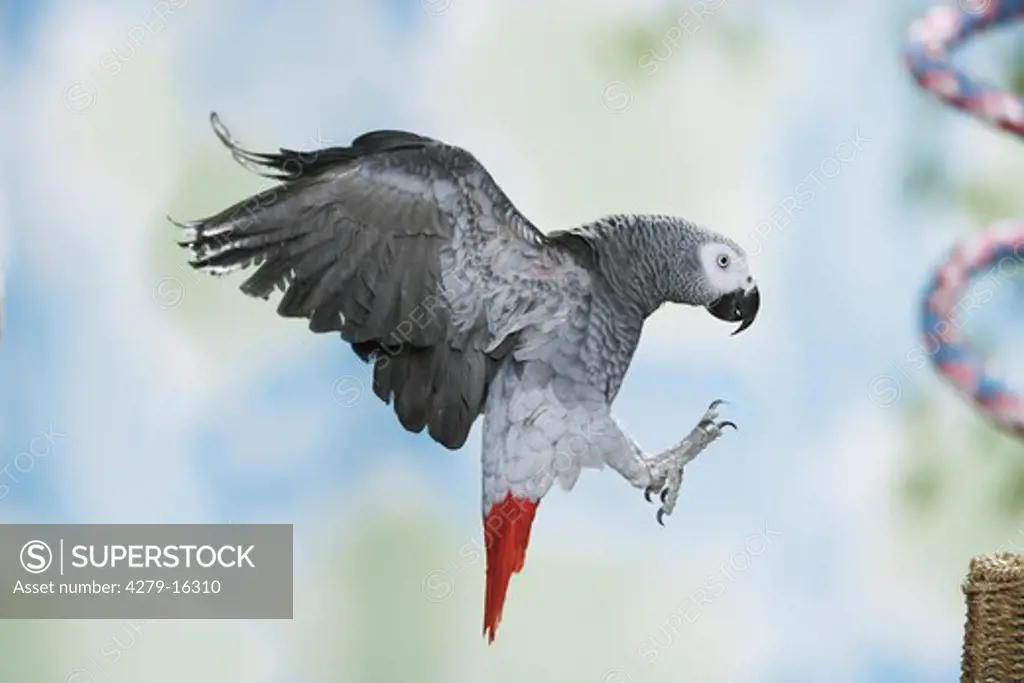 Congo African Grey parrot - flying, Psittacus erithacus