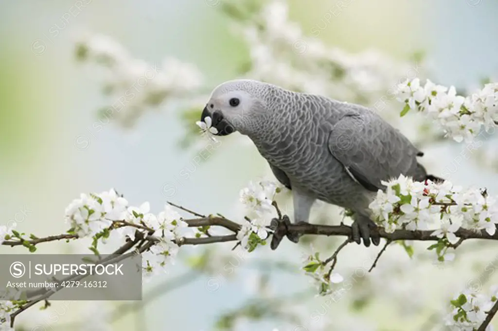 Congo African Grey parrot on twig - with blossom in beak, Psittacus erithacus