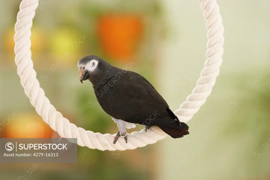 Timneh African Grey parrot on rope, Psittacus erithacus timneh