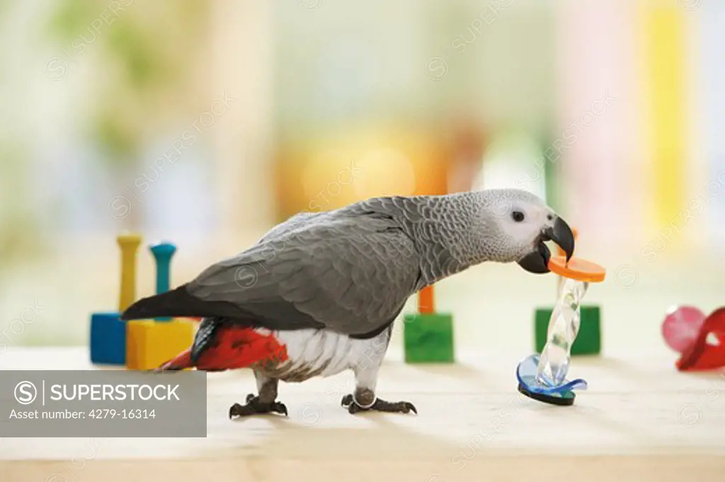 Congo African Grey parrot - playing, Psittacus erithacus