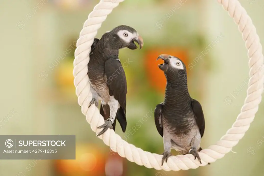 Timneh African Grey parrots on rope, Psittacus erithacus timneh