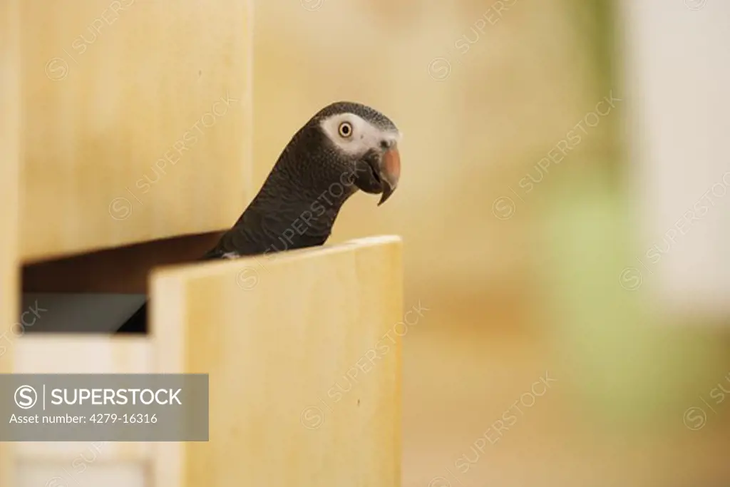 Timneh African Grey parrot in drawer, Psittachus erithacus timneh