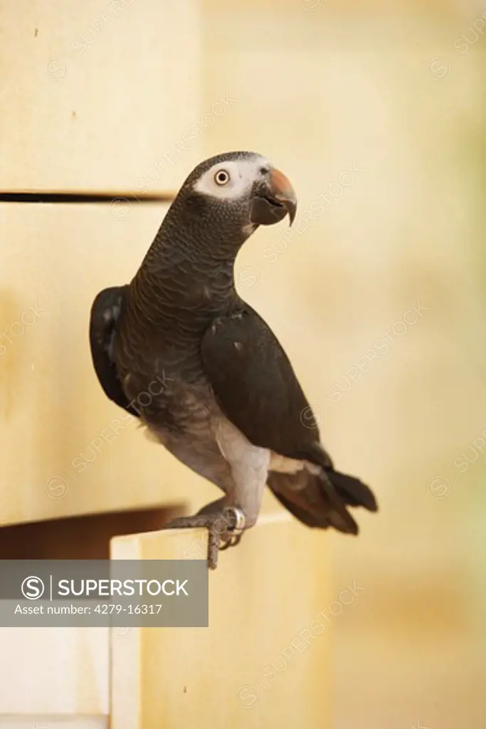 Timneh African Grey parrot on drawer, Psittachus erithacus timneh