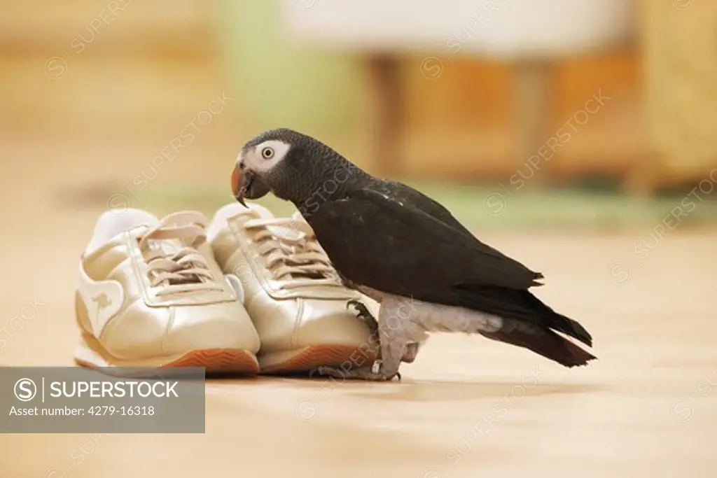 Timneh African Grey parrot at shoes, Psittachus erithacus timneh