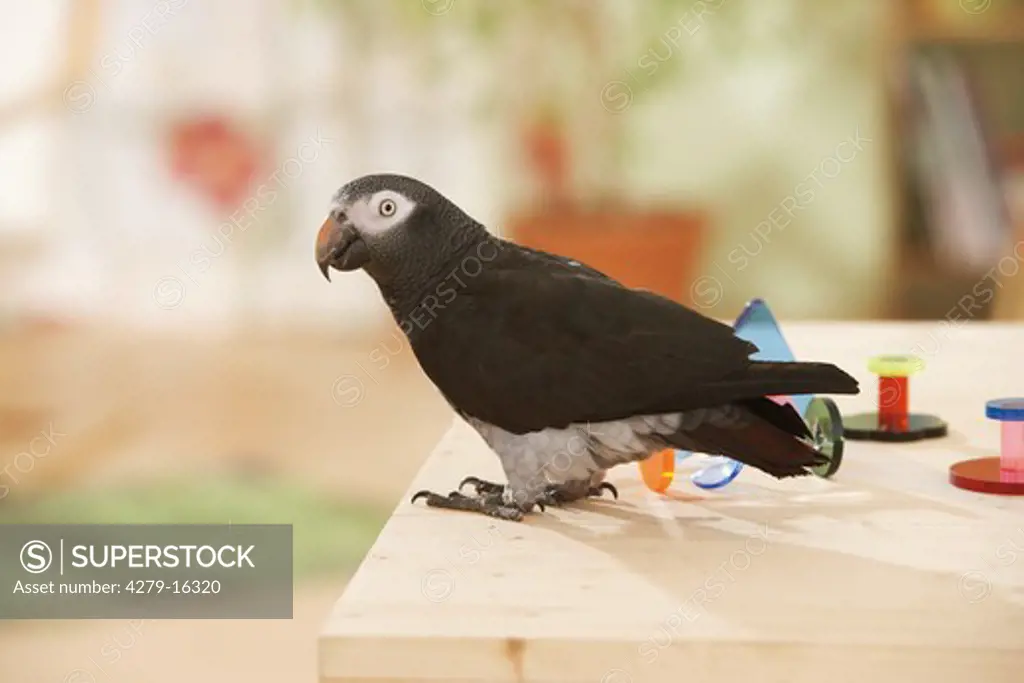 Timneh African Grey parrot - standing, Psittacus erithacus timneh