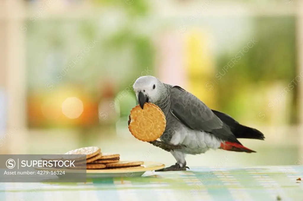 Congo African Grey parrot with cookie, Psittacus erithacus