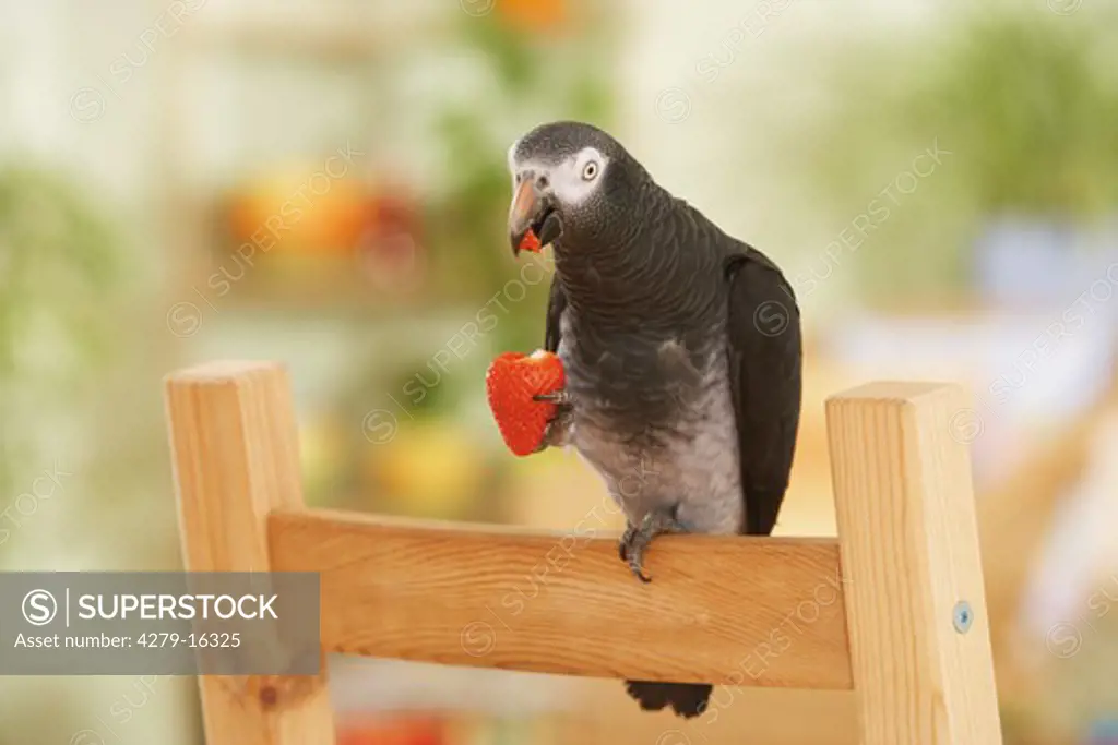 Timneh African Grey parrot - with strawberry, Psittacus erithacus timneh