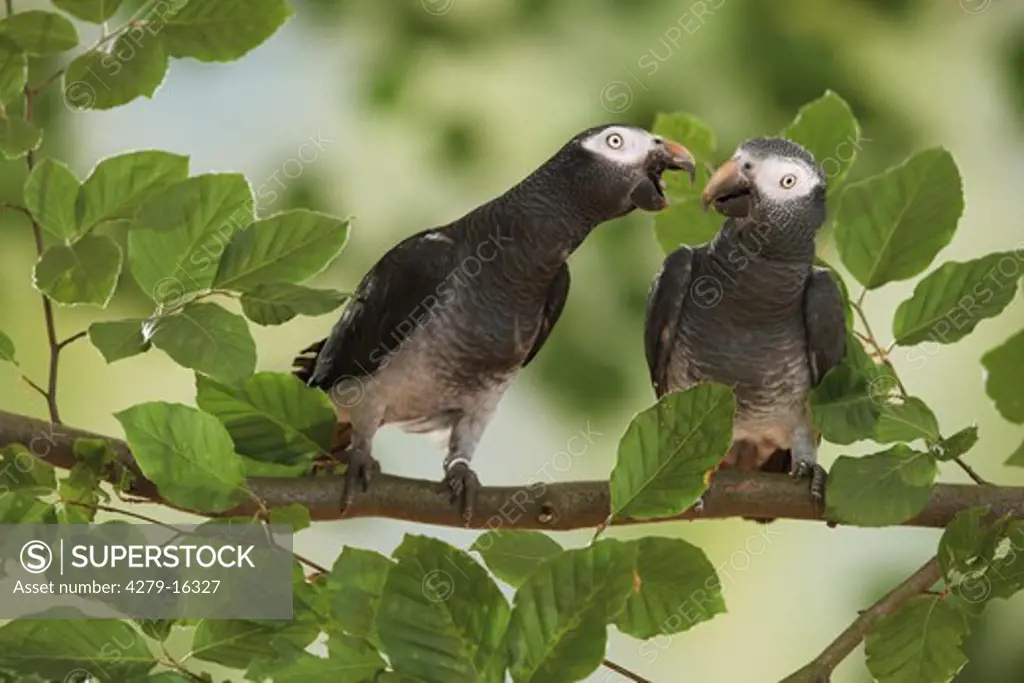 two Timneh African Grey parrots on branch, Psittacus erithacus timneh