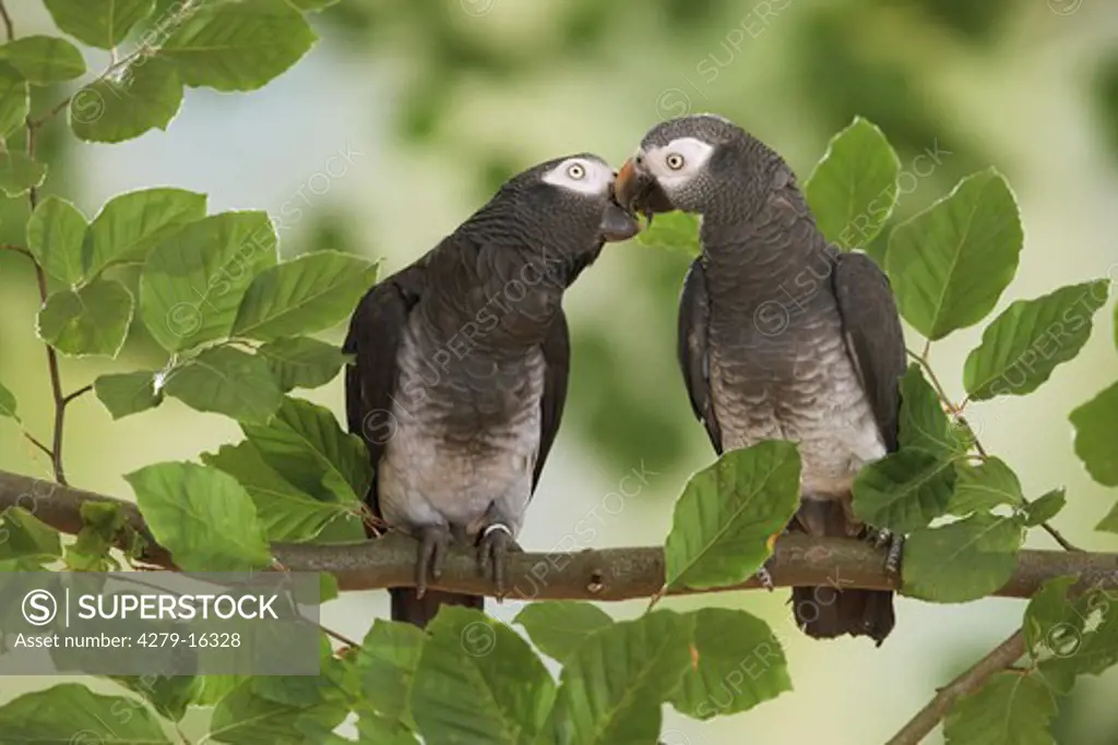two Timneh African Grey parrots - smooching, Psittacus erithacus timneh