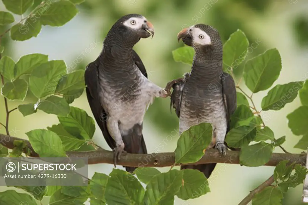 two Timneh African Grey parrots on branch, Psittacus erithacus timneh