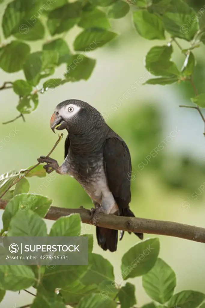 Timneh African Grey parrot on branch, Psittacus erithacus timneh