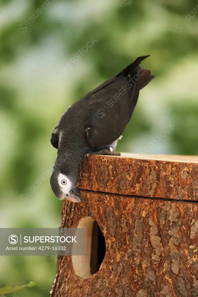 Timneh African Grey parrot at hole, Psittacus erithacus timneh